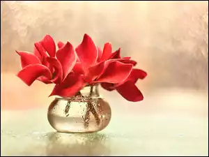 Czerwone kwiaty Cyklameny w wazoniku