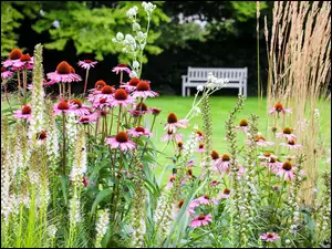 Kwiaty jeżówki w wiosennym parku z ławeczką