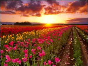 Plantacja tulipanów rozświetlona zachodzącym słońcem