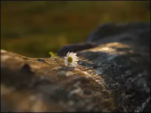 Zagubiony kwiat rumianku na kłodzie drzewa