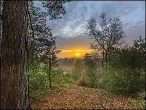 Krajobraz drzew na wzgórzu o wschodzie słońca