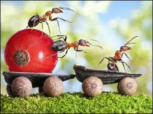 Mrówki na wózku podczas transportu czerwonej porzeczki