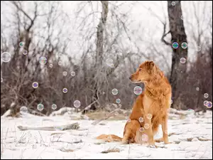 Pies siedząc na śniegu obserwuje opadające bańki mydlane