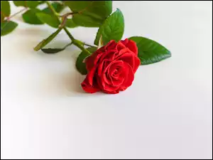 Czerwona róża z łodyżką i listkami