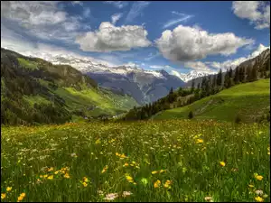 Wiosenny krajobraz z kwiatową łąką w dolinie Surselva w Szwajcarii