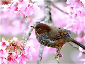 Ptak na gałązce kwitnącego owocowego drzewa