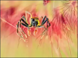 Rozświetlony pająk na roślinach
