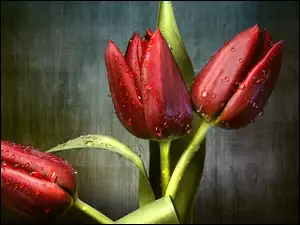 Krople wody na tulipanach