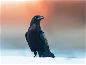 Czarny kruk stoi na śniegu