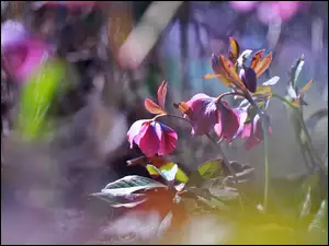 Bordowe kwiaty Ciemierniki w blasku słońca