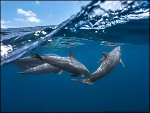 Delfiny w głębiach oceanu