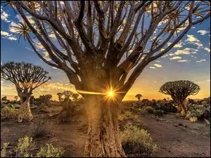 Drzewa i roślinność na pustyni w promieniach słońca