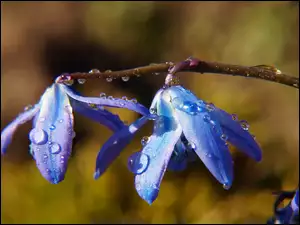 Niebieskie kwiaty Cebulicy syberyjskiej w kroplach wody