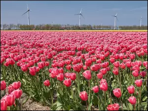 Plantacja tulipanów i wiatraki w oddali