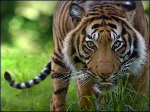 Tygrys w trawie z bliska