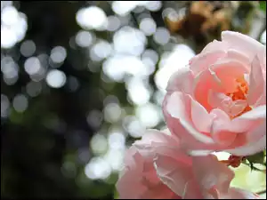 Jasnoróżowa róża na rozmytym tle