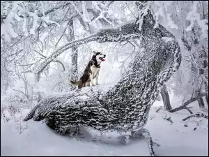 Zaśnieżony las i pies Siberian Husky siedzący na pniu drzewa