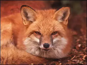Portret chytrego rudego lisa