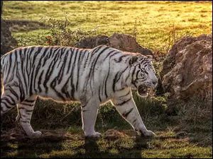 Biały tygrys spacerując obserwuje teren