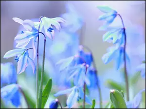 Niebieskie kwiaty Cebulicy syberyjskiej