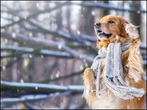 Golden retriever z szalikiem w zimowej scenerii