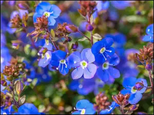 Niebieskie wiosenne kwiatuszki