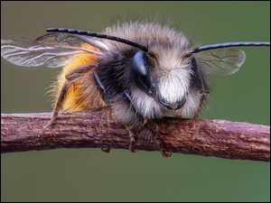 Pszczoła w powiększeniu na suchej gałązce
