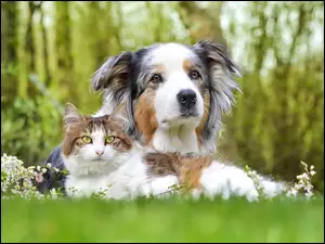 Przyjaciele kot i owczarek australijski w trawie