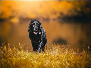 Czarny pies na wiosennym spacerze