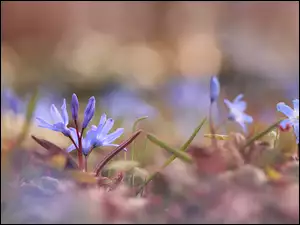 Niebieskie kwiaty Śnieżniki w rozmyciu