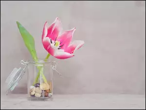 Rozwinięty tulipan w słoiku z kamieniami