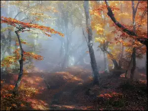Świt, Drzewa, Droga, Las, Jesień, Liście, Mgła