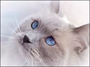Jasny, Oczy, Kot, Niebieskie