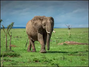 Afrykański słoń na spacerze po sawannie w Kenii