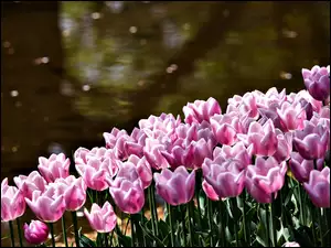 Rzeka, Różowe, Tulipany