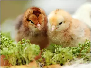 Kurczaki, Rośliny