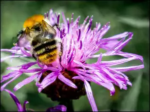 Pszczoła, Łąka, Kwiat, Lato