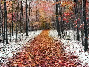 Śnieg, Jesień, Droga, Las, Liście