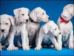 Psy, Pit Bull Terrier, Białe, Szczeniaki
