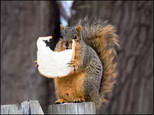 Wiewiórka zajada kromkę chleba