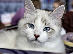 Oczy, Szary, Kotek, Kot, Niebieskie