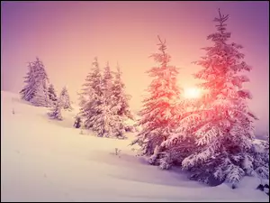 Słońce przebijające przez zasypane śniegiem drzewa na wzgórzu
