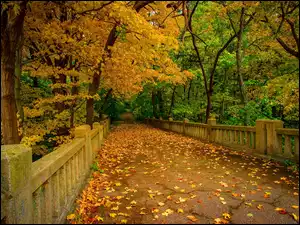 Most w jesiennym lesie i liście