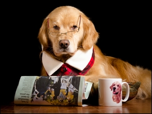 Pies Golden Retriever w okularach przed rozłożona gazeta i kubkiem ze swoją podobizną