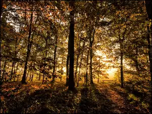 Jesienny las w blasku przebijającego się światła