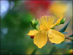 Kwiaty, Dziurawiec Hidcote, Żółte