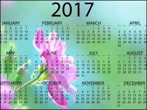 Kalendarz z różową różą