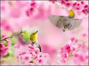 Dwa, Wiosna, Ptaki, Kwiaty