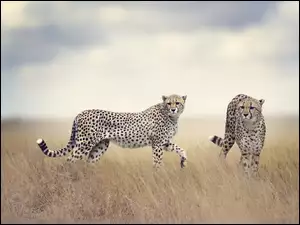 Gepardy hasają w trawie