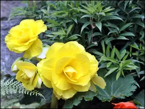 Kwiaty, Piękne, Żółte